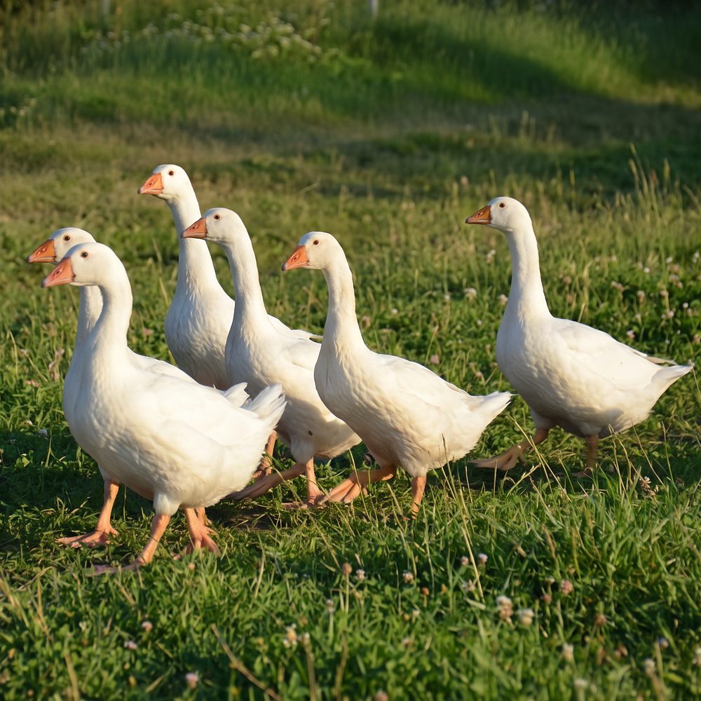 Weiße Gänse beim Auslauf auf der Wiese