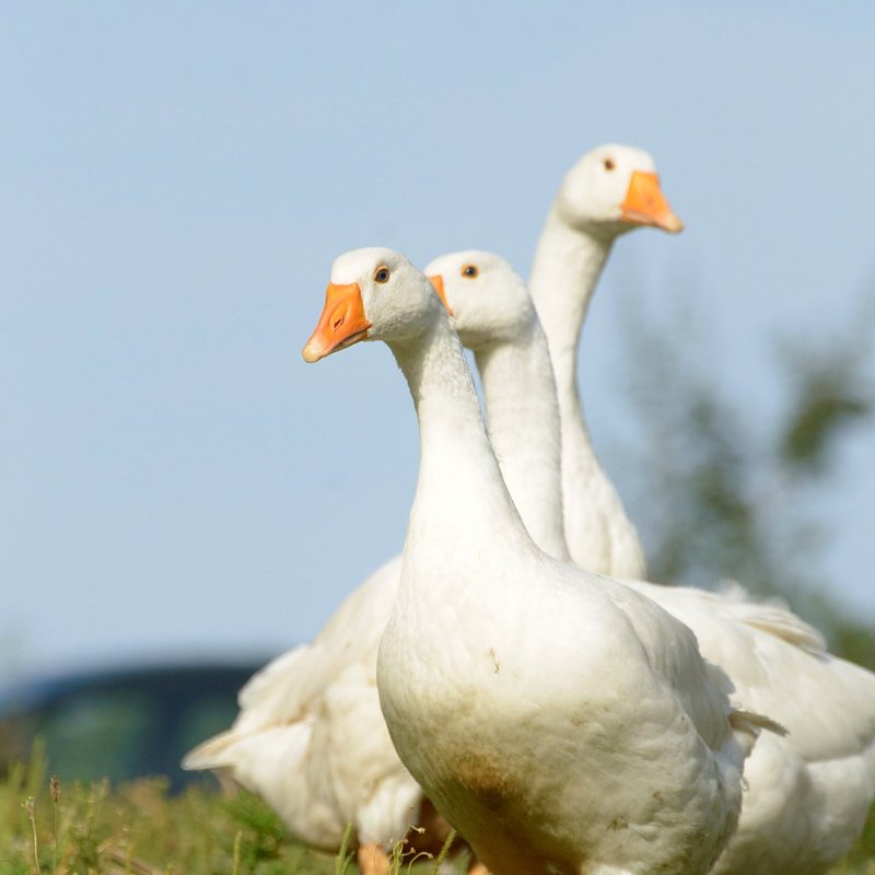 Drei weiße Gänse auf der Wiese vor blauem Himmel